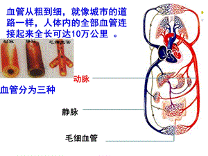 最新：北师大版9.2血液循环3个课时ppt课件文档资料.ppt