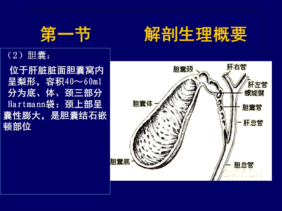 最新胆道疾病病人的护理徐PPT文档.ppt_第3页