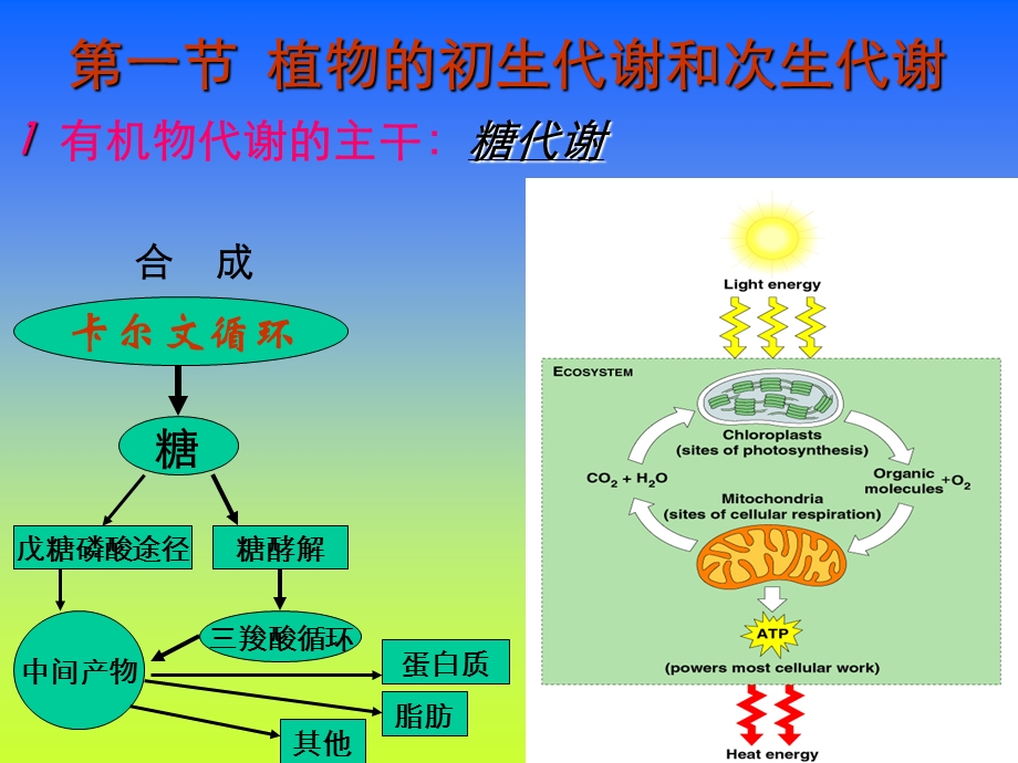 第五六章植物体内有机物的代谢与运输名师编辑PPT课件.ppt_第3页