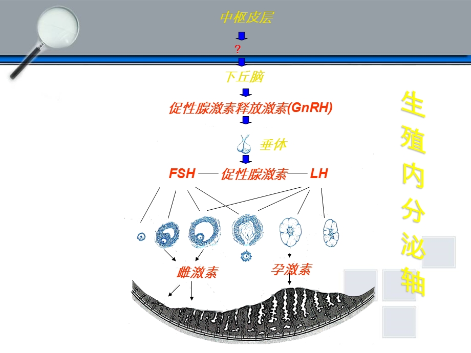 最新下丘脑垂体性腺轴与生殖调节PPT文档.ppt_第1页