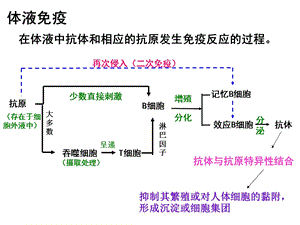 最新免疫失调引起的疾病PPT文档.ppt