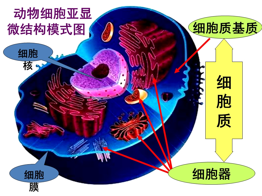 最新人教版教学课件生物精华课件：细胞器——系统内的分工合作PPT文档.ppt_第2页