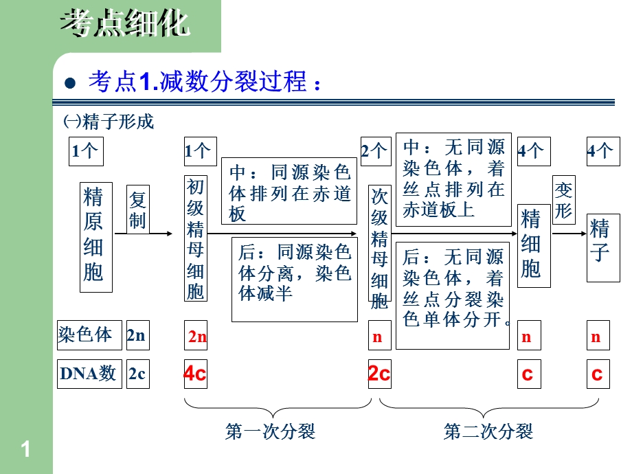 第十九讲bx211—2细胞的减数分裂文档资料.ppt_第1页