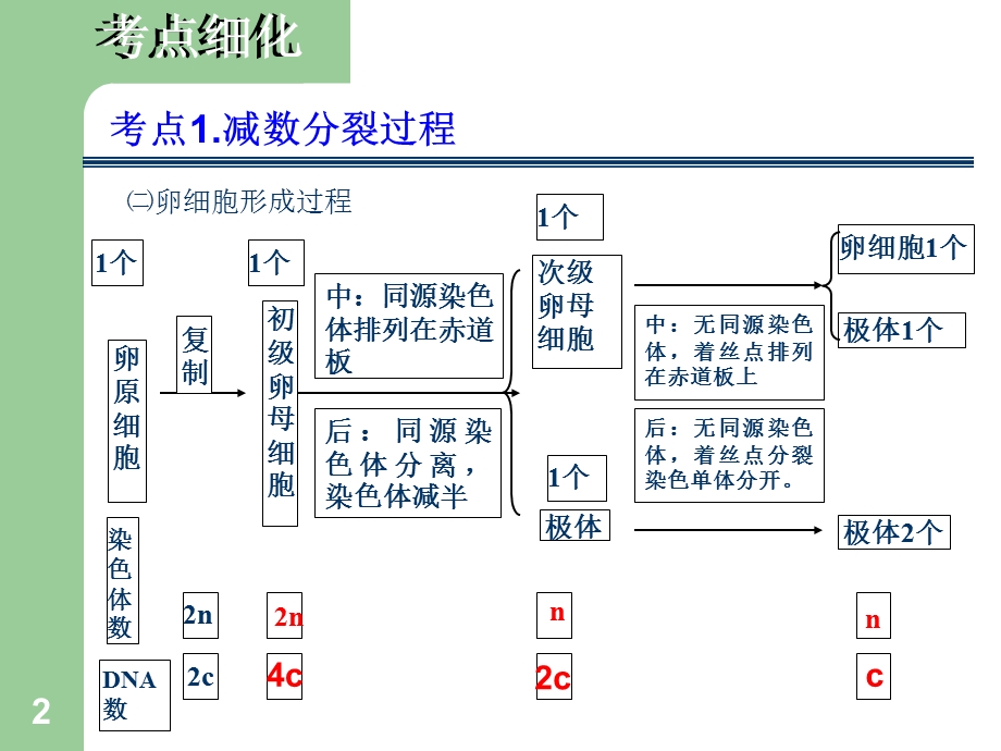 第十九讲bx211—2细胞的减数分裂文档资料.ppt_第2页