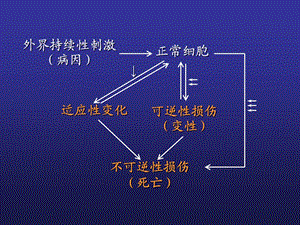 子宫内膜病理一章 细胞组织的适应损伤与修复文档资料.ppt