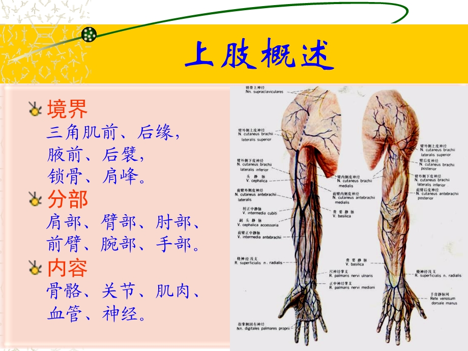 上肢下肢解剖图例文档资料.ppt_第1页