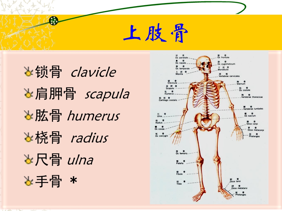 上肢下肢解剖图例文档资料.ppt_第2页