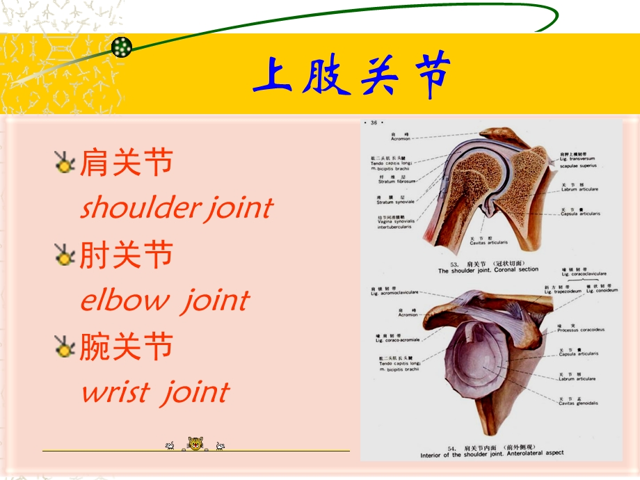 上肢下肢解剖图例文档资料.ppt_第3页