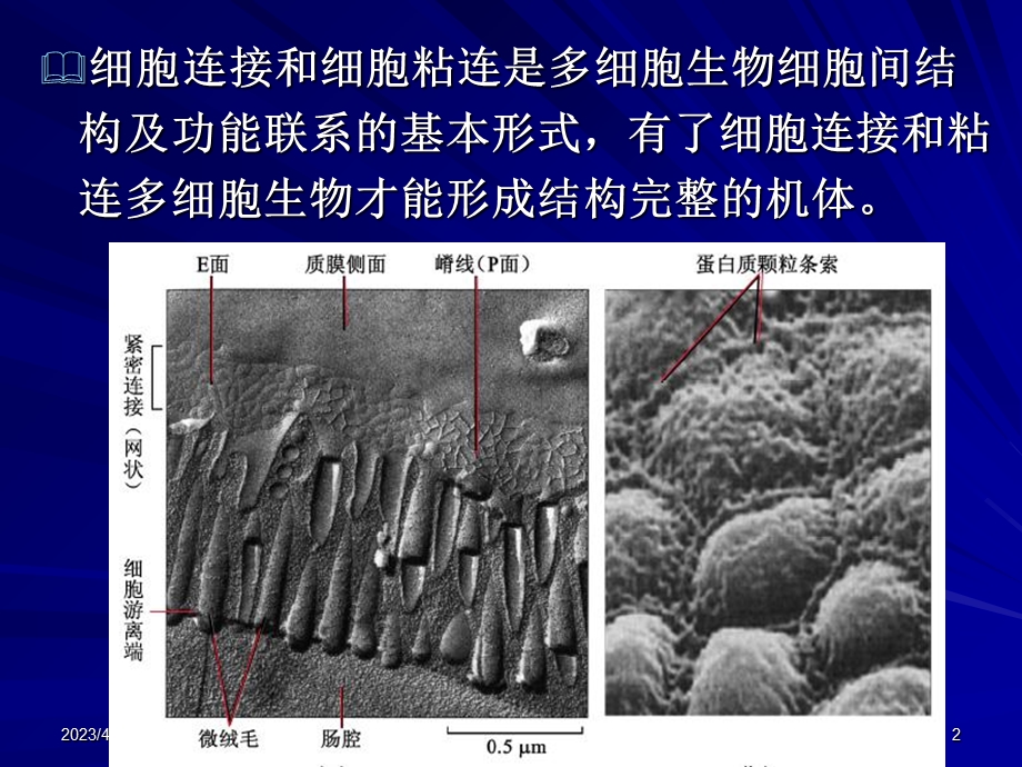 第10章细胞连接与细胞粘连文档资料.ppt_第2页