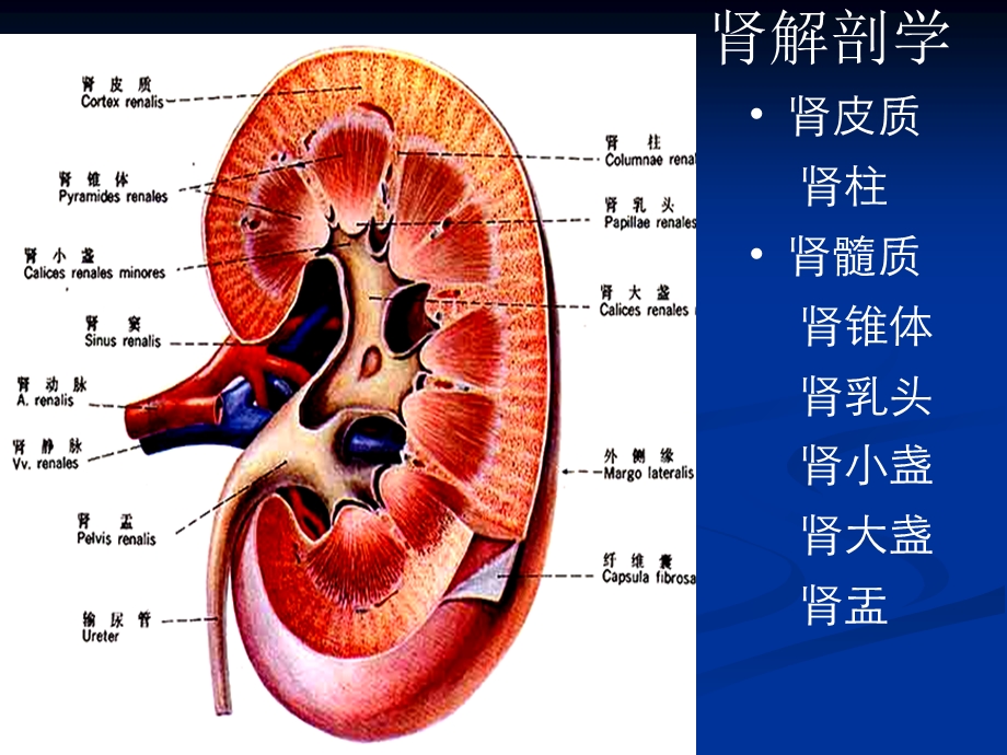 最新泌尿系统肾ppt课件PPT文档.ppt_第3页