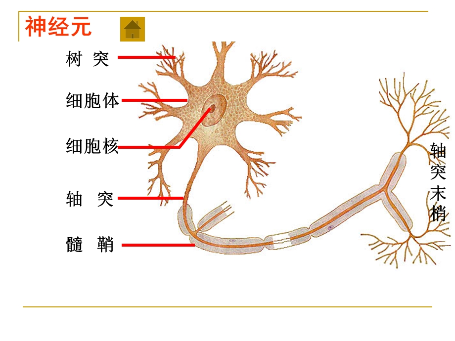 人教版教学课件第一节通过神经系统的调节课件PPT文档.ppt_第3页