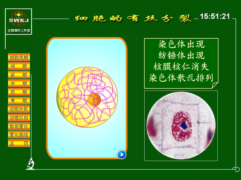 最新细胞分裂分析课件PPT文档.ppt_第2页