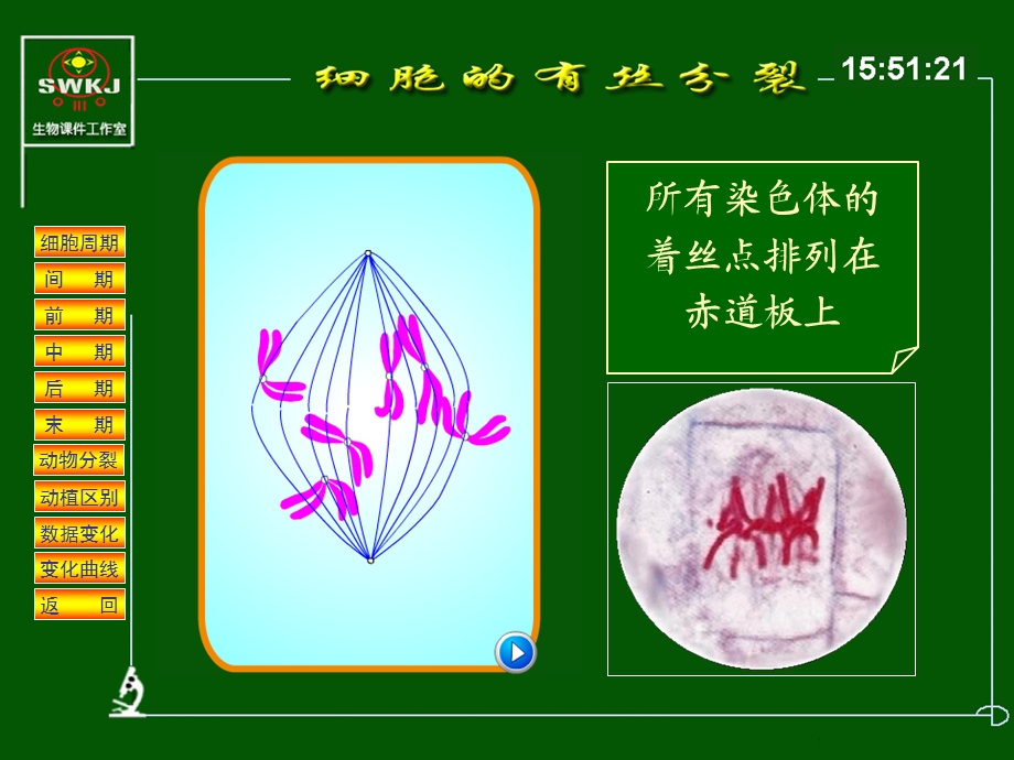 最新细胞分裂分析课件PPT文档.ppt_第3页