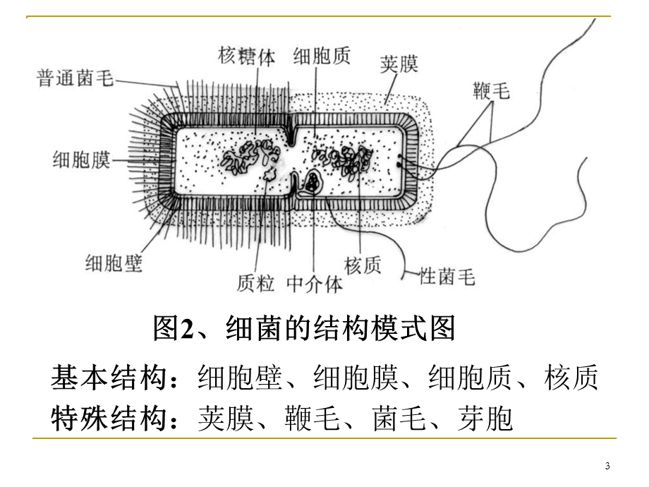 最新第3章细菌的分布与消毒灭菌PPT文档.ppt_第3页