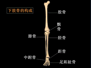 最新：下肢骨折阅片文档资料.ppt