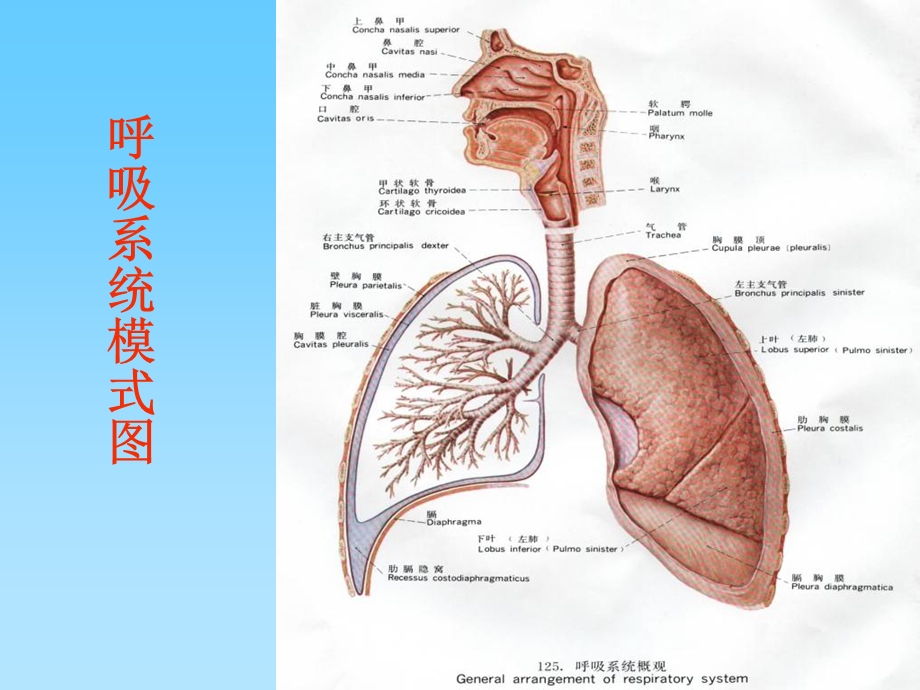 最新人体各主要部分的解剖第四节呼吸系统PPT文档.ppt_第2页