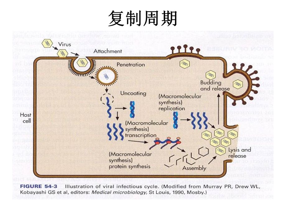 最新病毒复制过程PPT文档.ppt_第1页