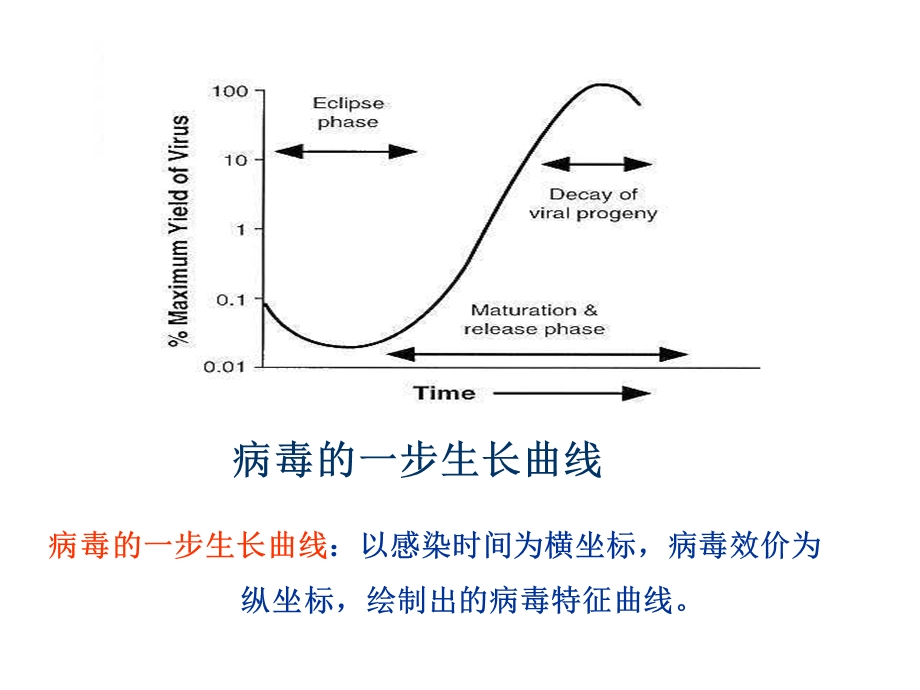 最新病毒复制过程PPT文档.ppt_第2页