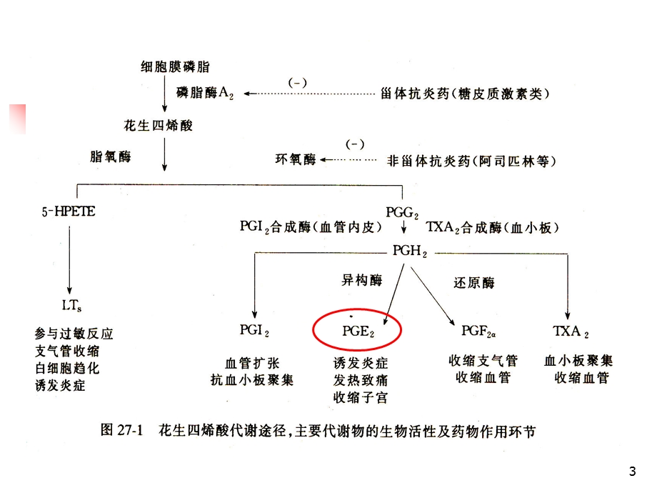 第20章解热镇痛抗炎药改过文档资料.ppt_第3页