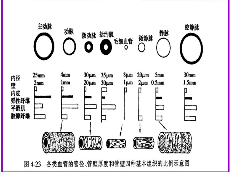 生理学临床医学第4章 第3课件精选文档.ppt_第2页