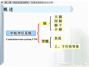 大脑解剖及定位PPT文档.ppt