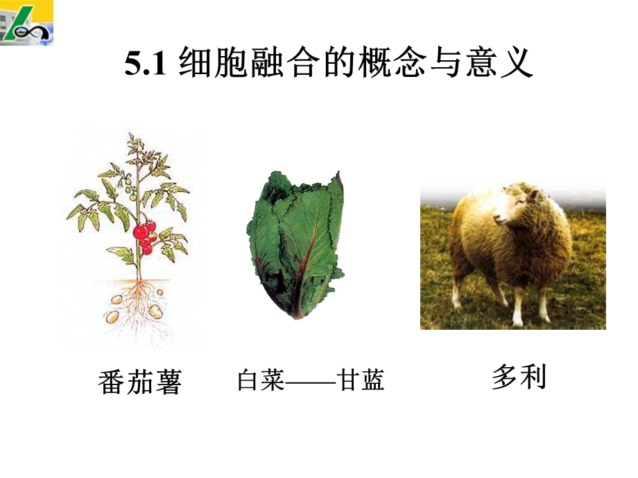 最新植物细胞工程课件第五章细胞融合PPT文档.ppt_第2页