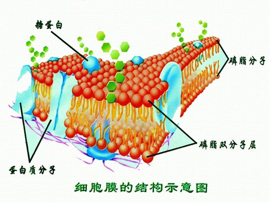 最新：高一生物细胞膜的结构与功能4文档资料.ppt_第1页