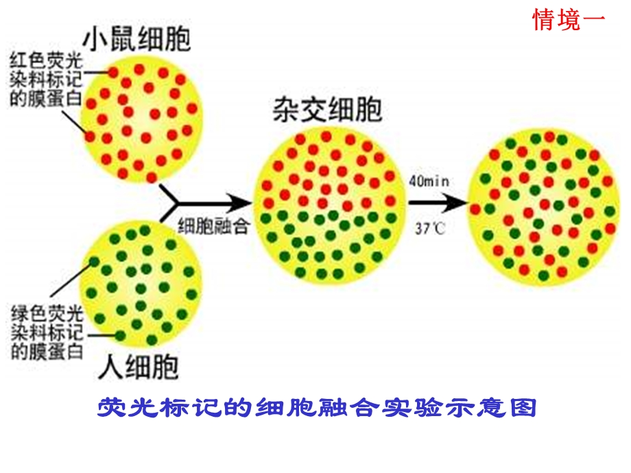 最新：高一生物细胞膜的结构与功能4文档资料.ppt_第2页