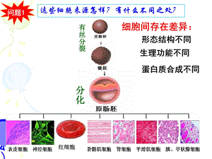 最新植物细胞分化的观察PPT文档.ppt