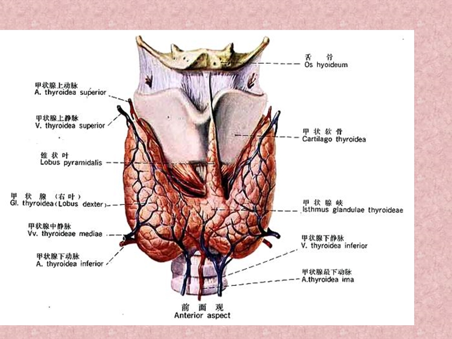 最新甲状腺疾病查房PPT文档.pptx_第2页