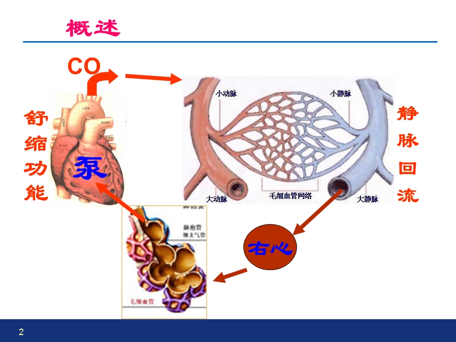 心衰心力衰竭PPT文档.ppt_第2页