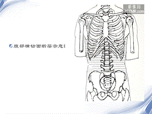 最新人体断层解剖图谱腹腔PPT文档.ppt