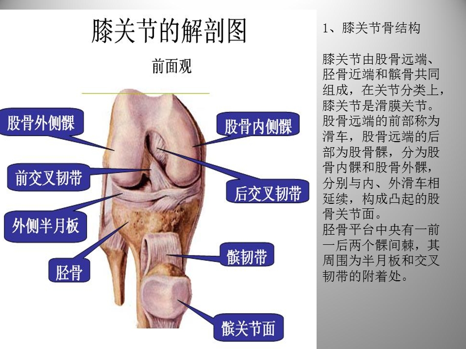 膝关节解剖及关节镜手术2文档资料.ppt_第2页