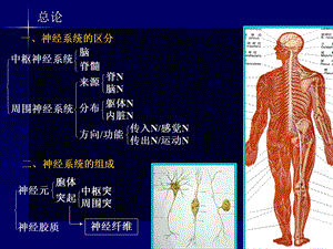 最新神经系统药学龚PPT文档.ppt