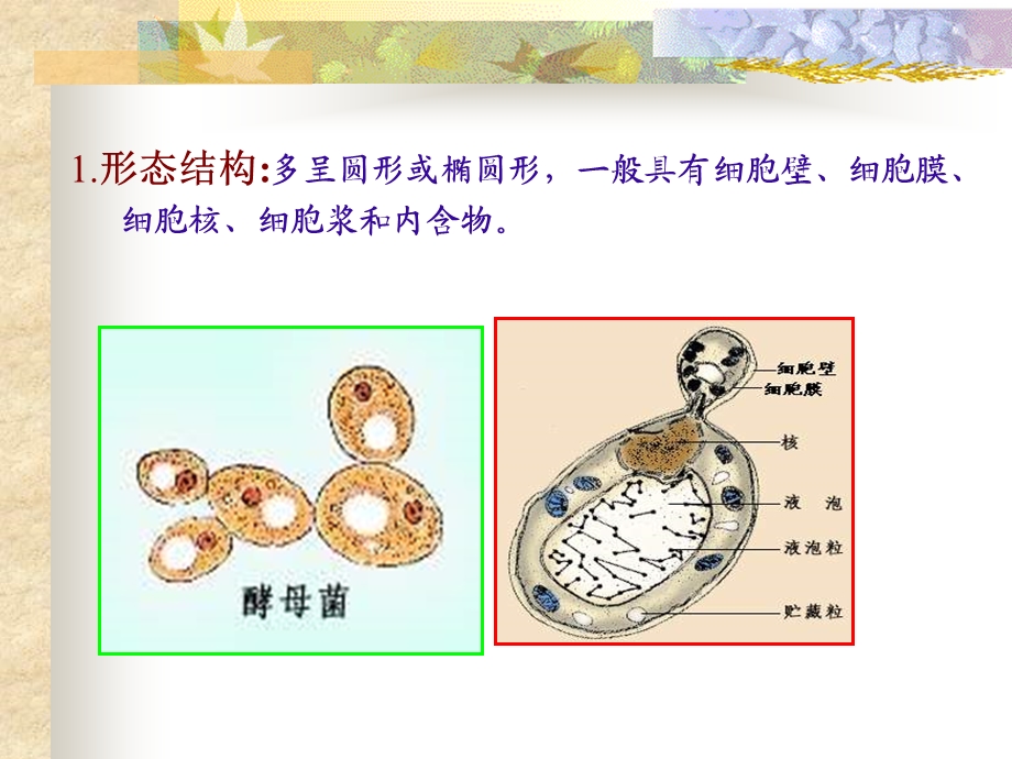 真菌是一类具有细胞壁PPT文档.ppt_第3页