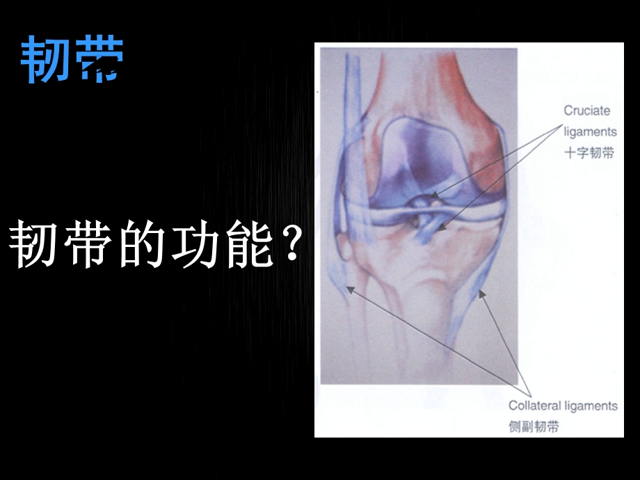 体适能中的解剖学和肌动学PPT课件.ppt_第2页