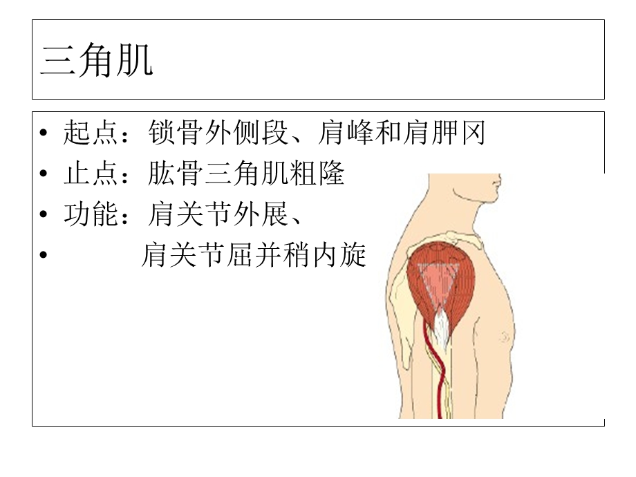 人体的主要肌肉群精选文档.ppt_第2页