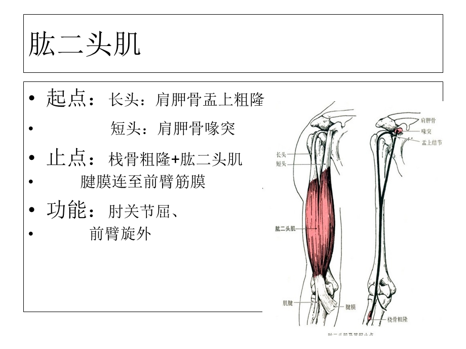 人体的主要肌肉群精选文档.ppt_第3页