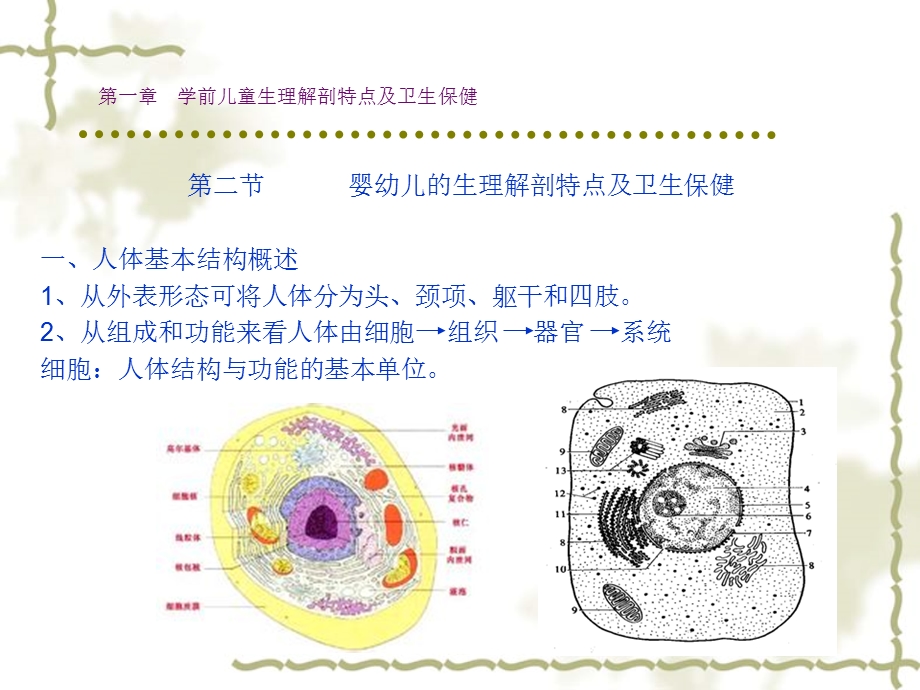 最新第一学前儿童生理解剖特点及卫生保健PPT文档.ppt_第3页