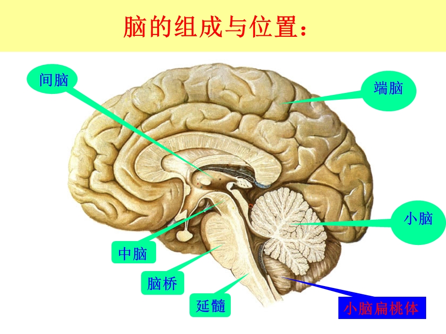 最新：小、间、端脑课件文档资料.ppt_第1页