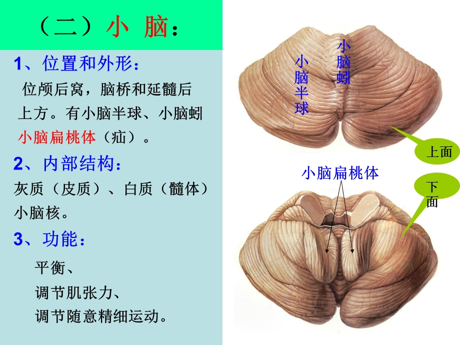 最新：小、间、端脑课件文档资料.ppt_第2页