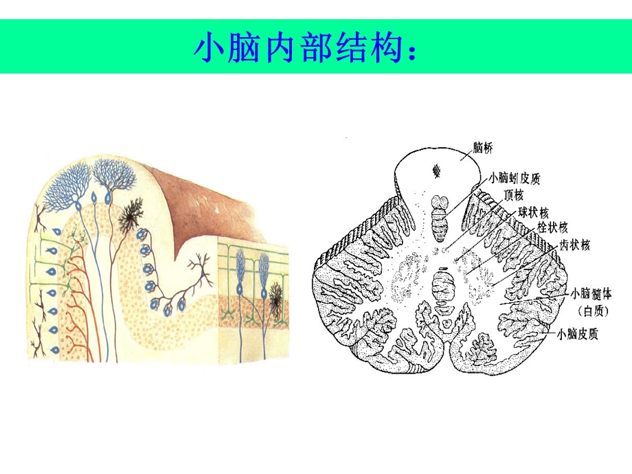 最新：小、间、端脑课件文档资料.ppt_第3页