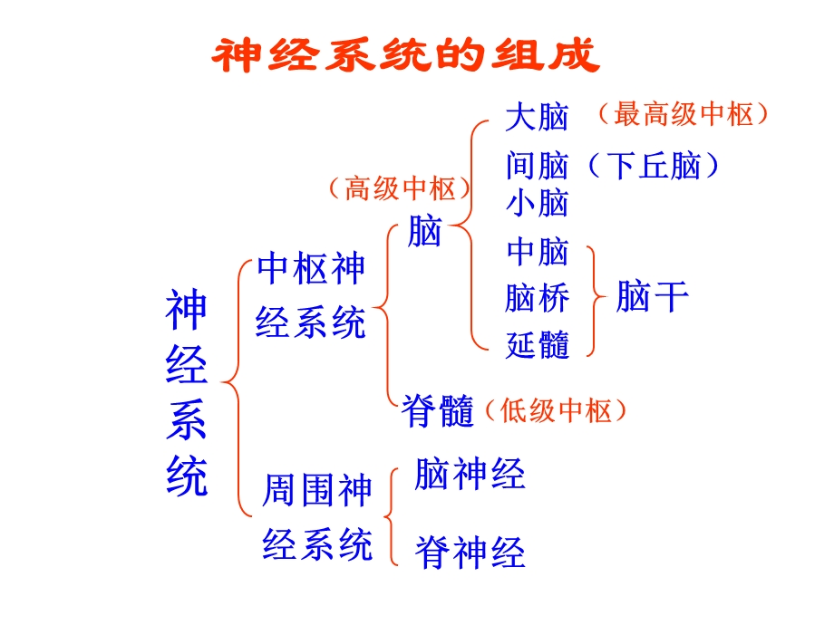 最新神经系统的分级调节1PPT文档.ppt_第1页