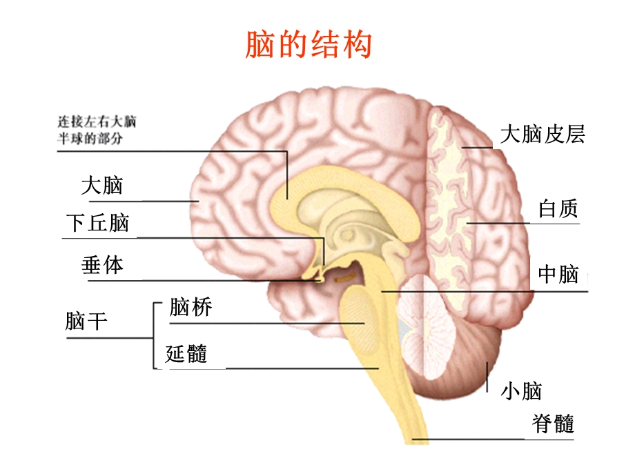 最新神经系统的分级调节1PPT文档.ppt_第2页