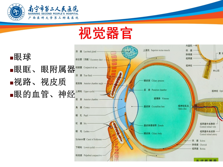 最新：眼的解剖与生理lmppt课件文档资料.ppt_第2页