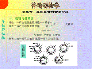 多细胞动物起源PPT文档.ppt