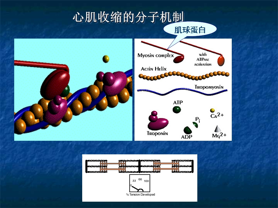 最新：中国医科大药理学心衰文档资料.ppt_第2页