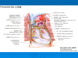 心包疾病概述、分类及治疗精选文档.ppt