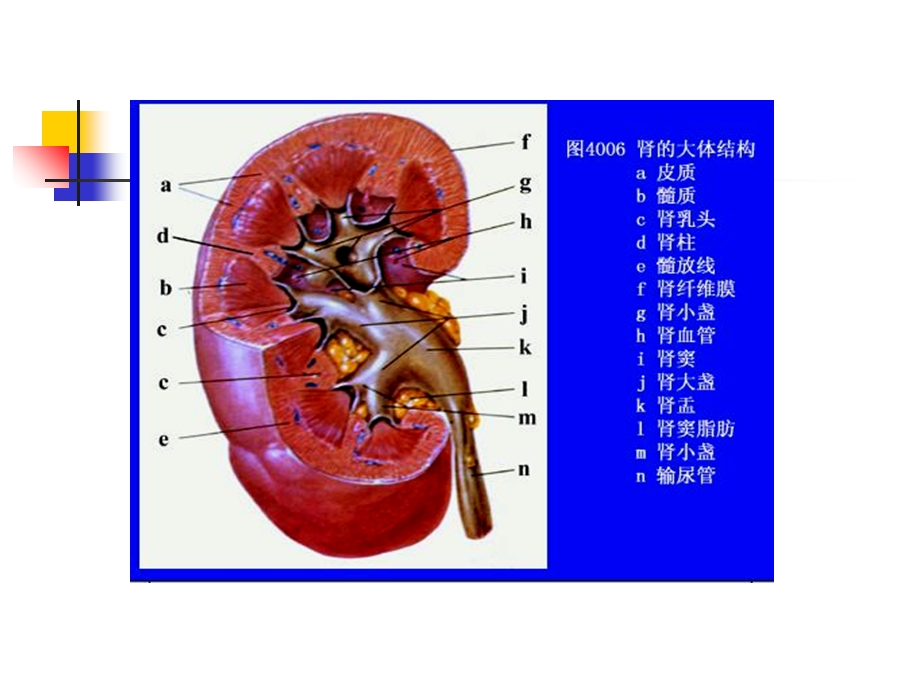 最新：湘南学院病理学肾小球肾炎文档资料.ppt_第2页