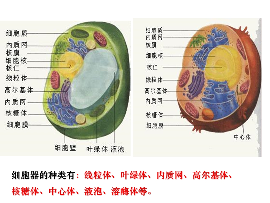 最新：3.2细胞器——系统内的分工合作文档资料PPT文档.ppt_第2页